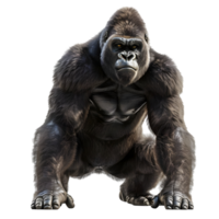 Strong Silverback Gorilla Resting Pose Isolated on Transparent Background png