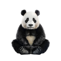 Adorable Panda Isolated on Transparent Background png