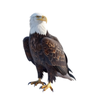 Side view of a bald eagle perched isolated on transparent background png