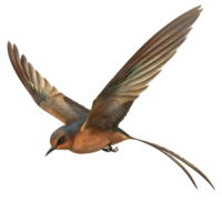 a Swift with long wings isolated on transparent background png