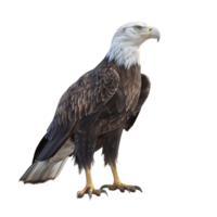 Bald Eagle with Sharp Talons isolated on transparent background png