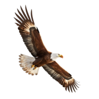 Dynamic Macaw in Mid-Flight Isolated on Transparent Background png