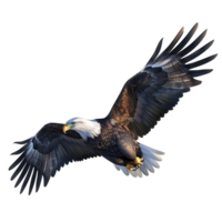 Regal Eagle with Outspread Wings Isolated on Transparent Background png