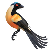 a Racket-tailed Treepie with distinctive tail feathers isolated on transparent background png