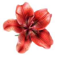 Top view of a Red Lily Flower isolated on transparent background png