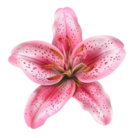 Top view of a pink lily flower with red spots isolated on transparent background png