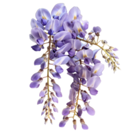 Top view of a Branch of Wisteria Flowers. isolated on transparent background png