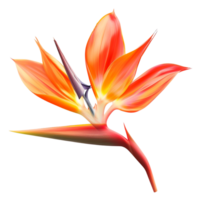 Top view of a Bird of Paradise Flower on White Background isolated on transparent background png