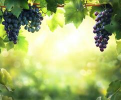 Grapes hanging from lush green vines in a sunlit vineyard during the summer season photo