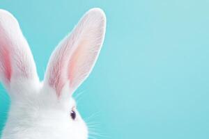 Cute white rabbit with long ears against a bright blue background making it a delightful visual for animal lovers photo