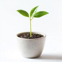 Young plant growing in a simple pot on a light background, symbolizing new life and growth photo