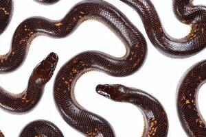 Multiple black and gold snakes slithering on a light background showcasing their intricate patterns and colors photo