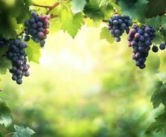 Grapes hanging from vines in a vineyard with soft sunlight filtering through leaves in a serene landscape setting photo