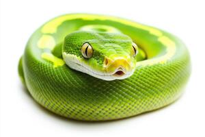 Bright green python coiled up, showcasing its vibrant scales and unique patterns during a tranquil moment photo