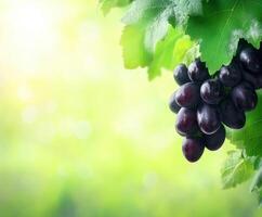 Clusters of ripe black grapes hanging from lush green leaves in a bright vineyard setting photo