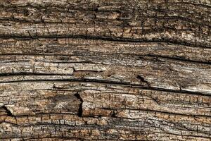 Wood texture. Surface grunge backdrop. Dirty effect pattern. Material background. photo