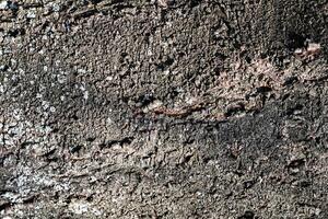 Wood texture. Surface grunge backdrop. Dirty wooden effect pattern. Material background. photo