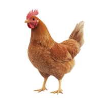 Chicken standing proudly in a well-lit space during the day showcasing its vibrant feathers and distinct features isolated on transparent background png