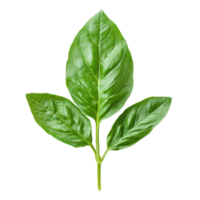 Fresh basil leaves arranged on a light backdrop in spring png
