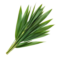 Fresh green leaves arranged artistically on a light backdrop png