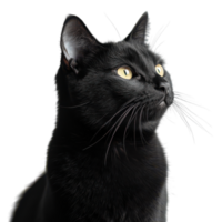 A curious black cat gazing thoughtfully at the window png