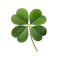 Green four-leaf clover resting gently on white surface png
