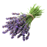 Fragrant lavender bouquet tied with twine on a white background png