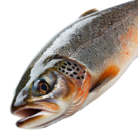 Raw Trout Fish on White Background for Culinary and Health-Related Uses png