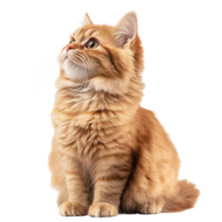Red Persian Cat Isolated on a White Background for Pet-Related Content png