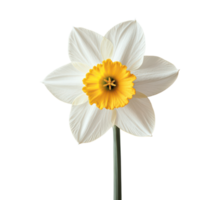 Beautiful White and Yellow Daffodil Flower with Surrounding Greenery, isolated on transparent background, Format png