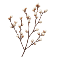 White Willow Branch Isolated on White Background for Botanical Illustrations or Design, isolated on transparent background, Format png