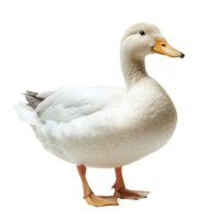 White Duck Isolated on White Background for Nature and Wildlife Themes, isolated on transparent background, Format png