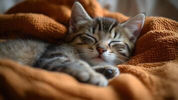 A small tabby kitten peacefully dozing in warm, textured blankets photo