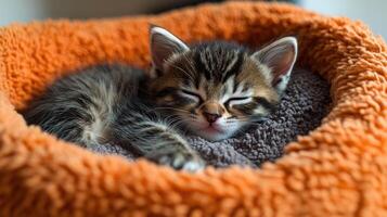 A sweet tabby kitten naps contentedly in a soft orange bed photo