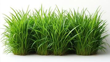 Lush grass thrives, soaking up sunshine in a vibrant display of greenery photo