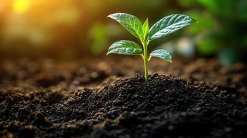 A tiny green seedling breaks through the soil, symbolizing growth and renewal photo
