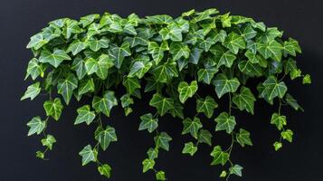 Lush ivy trails downward, creating a vibrant contrast against a dark background photo
