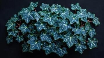 Vibrant ivy leaves spread gracefully, creating a striking contrast with the dark backdrop photo