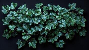 Ivy leaves create a vibrant tapestry of greenery on a dark backdrop photo