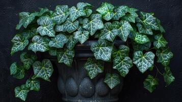 Ivy gracefully spills over a textured stone planter, rich in vibrant green hues photo