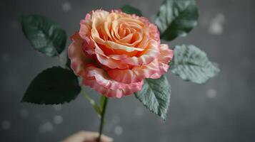 A single, peach-colored rose with ruffled petals stands out against a grey background photo