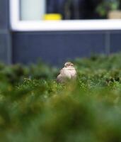 One small sparrow perched on green bush in the public park in Berlin.Bird life in the urban settings. Selective focus. Blurred background. Vertical photo