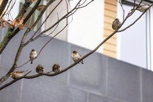 Group of sparrows perched on a bare tree branch in urban setting. Flock of city birds thriving in berlin urban environment. Wildlife during the colder season 4 photo