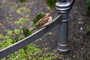 One sparrow resting in city park in Berlin, representing urban wildlife. One small bird is perched on a metal garden fence photo