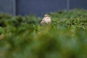One small sparrow perched on green bush in the public park in Berlin.Bird life in the urban settings. Selective focus. Blurred background. Copy space 4 photo