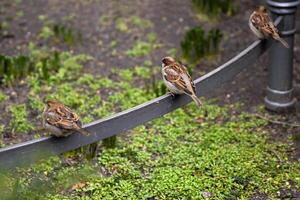 Three sparrows resting in city park in Berlin, representing urban wildlife. Three small birds are perched on a metal garden fence photo