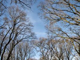 Looking up to a blue sky between bare tree branches photo