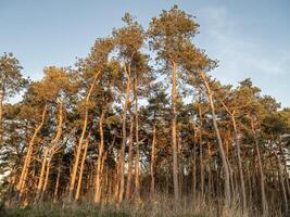 Pine trees illuminated by late afternoon sun photo