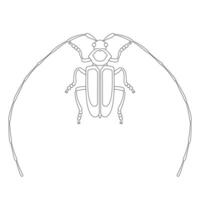 Coloring book of long eared whisker beetle vector