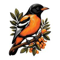 a baltimore oriole bird sitting on a branch with berries vector